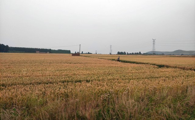湖北省武汉市2021年度农作物秸秆综合利用实施方案来啦~~~内含补贴金额